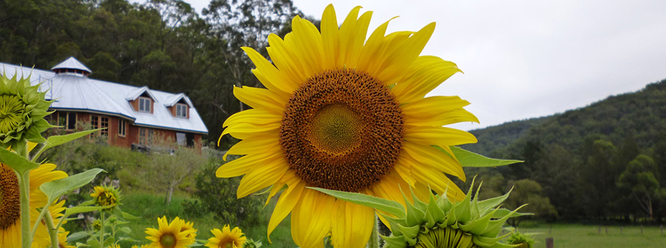 Header Principles Sunflower